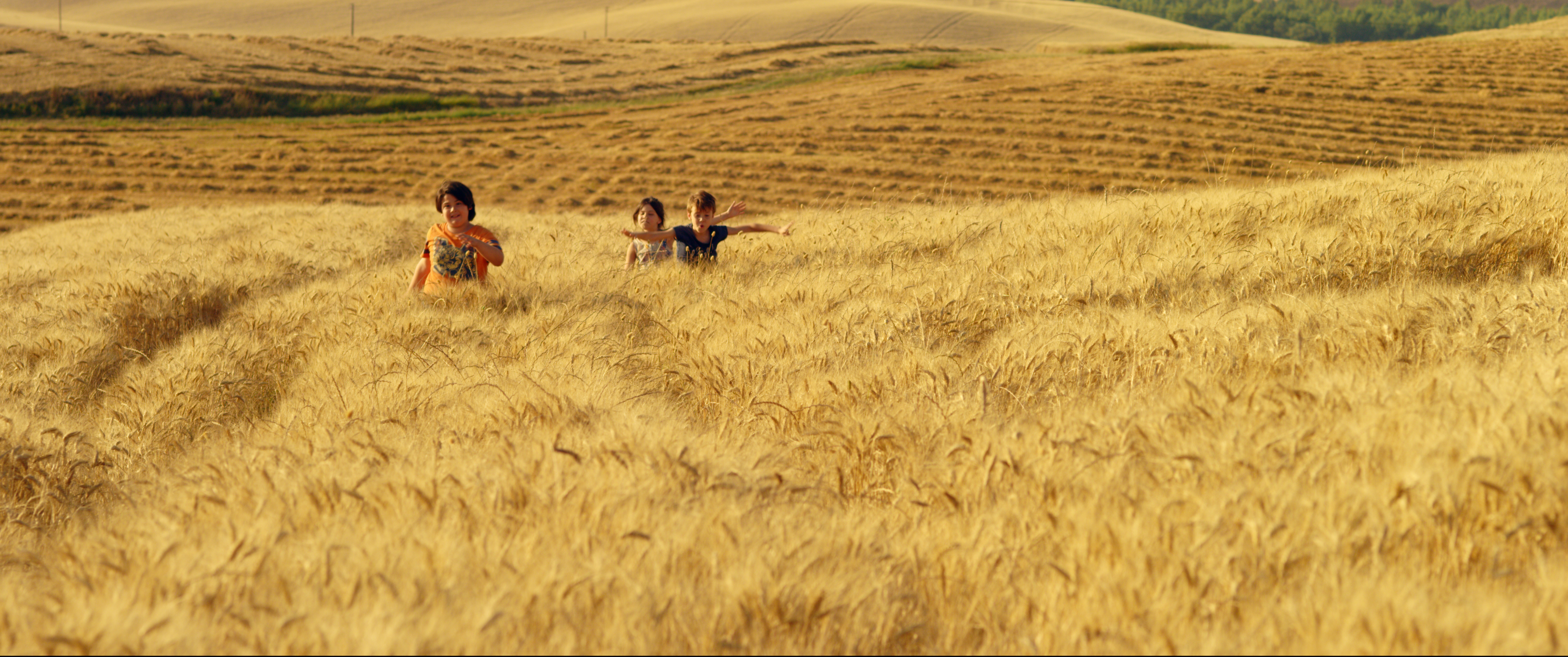 SEA OF WHEAT – LOST IN A TUSCAN TALE
